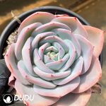 Echeveria Blue Brule - Image 2