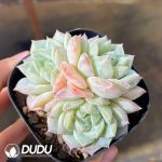 Echeveria Sea Salt Mint Clustering