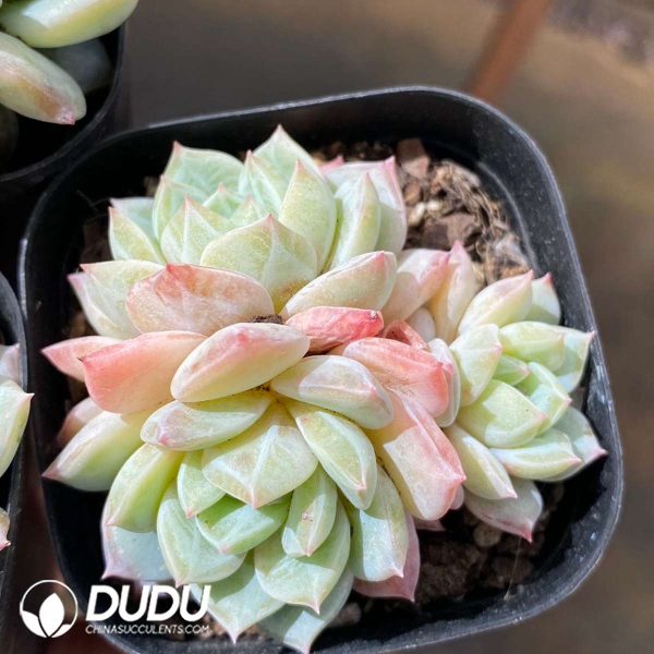 Echeveria Sea Salt Mint Clustering - Image 2