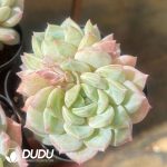 Echeveria Sea Salt Mint Double Heads