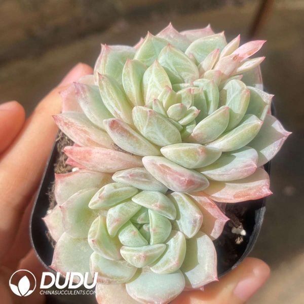 Echeveria Sea Salt Mint Double Heads - Image 2