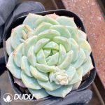 Echeveria Sea Salt Mint