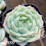 Echeveria Sea Salt Mint - Image 2