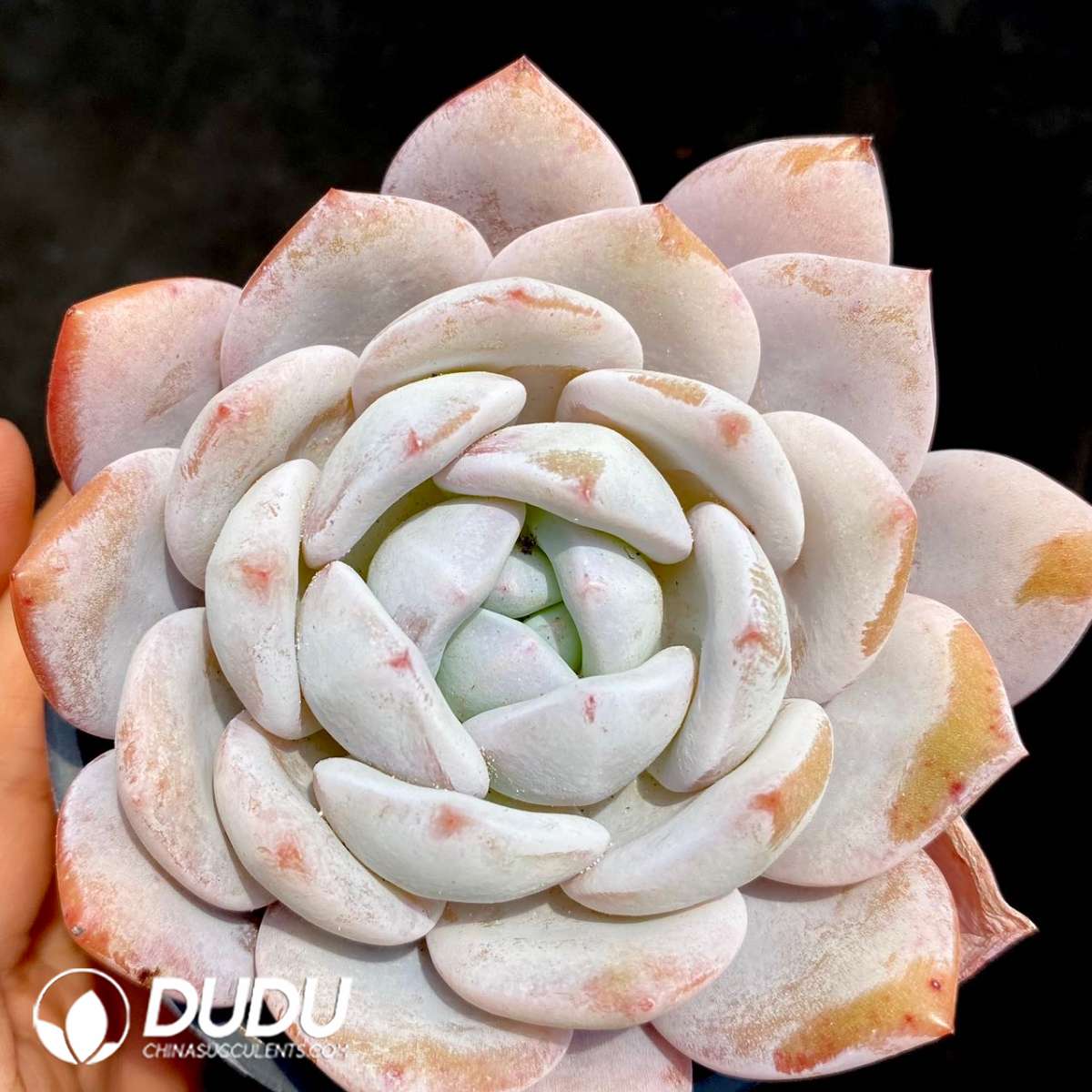 09265D90201.jpg Echeveria Shirley - Image 1