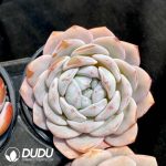 Echeveria Shirley - Image 2