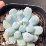 Echeveria Mystic Frost