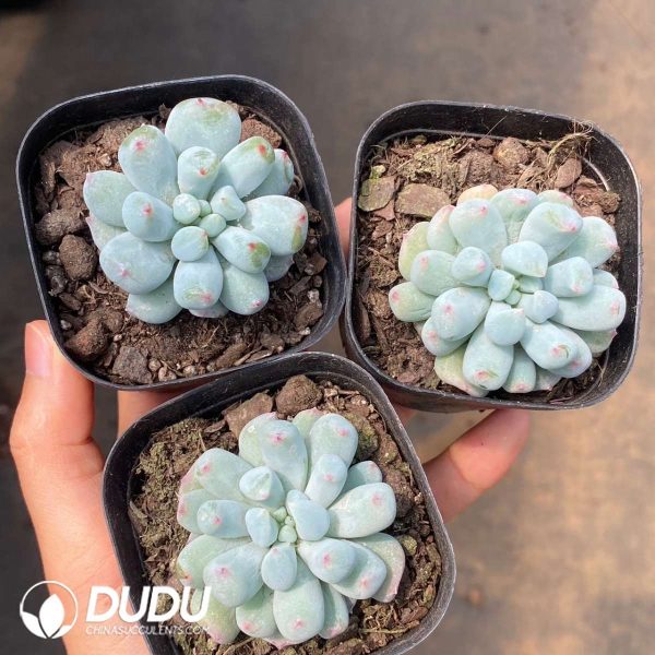 Echeveria Mystic Frost - Image 2