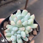 Echeveria Mystic Frost Double Heads
