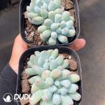 Echeveria Mystic Frost Double Heads - Image 2