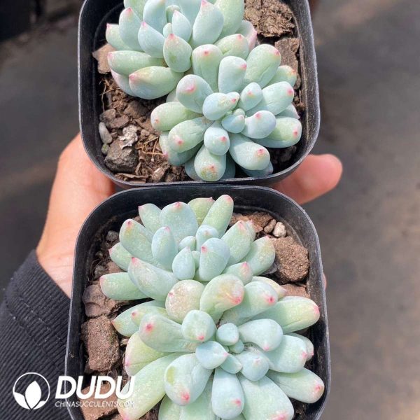 Echeveria Mystic Frost Double Heads - Image 2