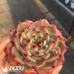 Echeveria Garcia