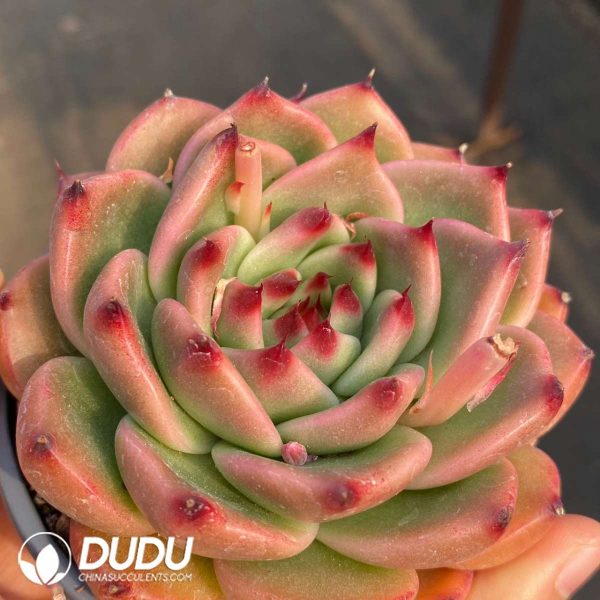 Echeveria Garcia - Image 2