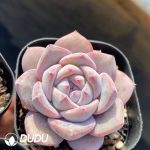 Echeveria Dream Orchid