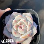 Echeveria Dream Orchid - Image 2