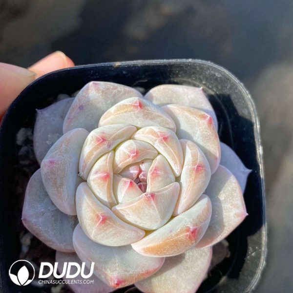 Echeveria Dream Orchid - Image 2