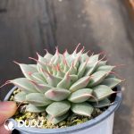 Echeveria Silver Star
