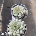 Echeveria Silver Star - Image 2