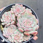 Echeveria Cute Bean