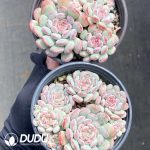 Echeveria Cute Bean - Image 2
