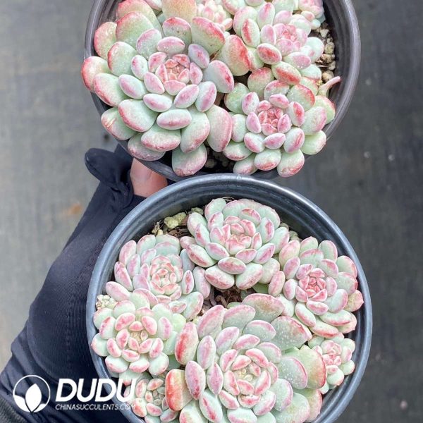 Echeveria Cute Bean - Image 2