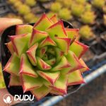 Echeveria Lipstick