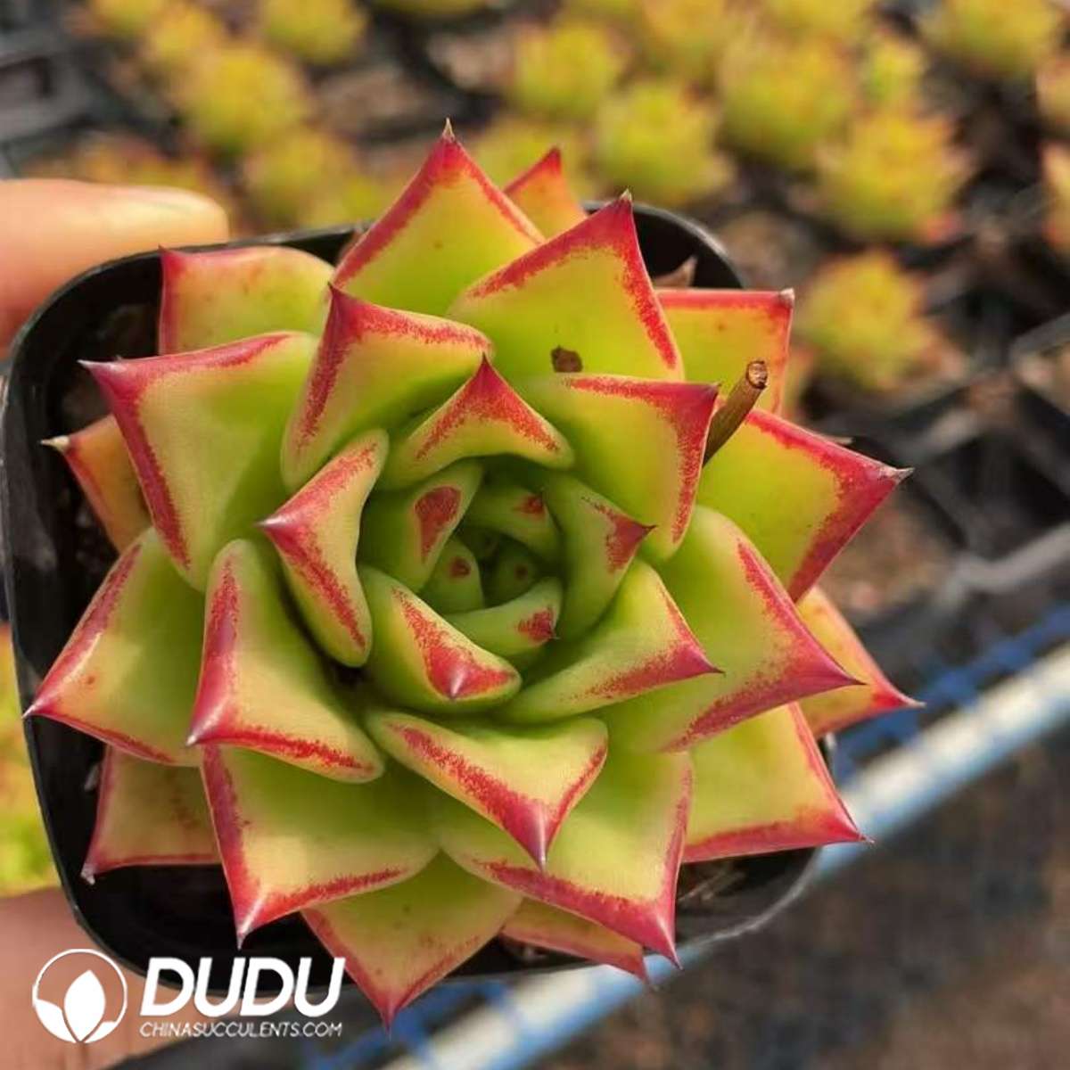 09272D60201.jpg Echeveria Lipstick - Image 1