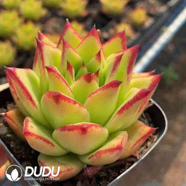 Echeveria Lipstick - Image 2