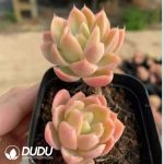 Echeveria Silk Veil Double Heads