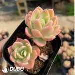 Echeveria Silk Veil Double Heads - Image 2