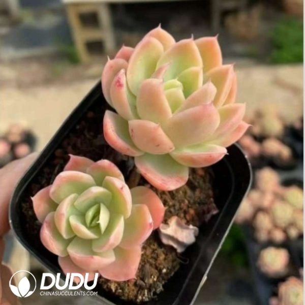 Echeveria Silk Veil Double Heads - Image 2
