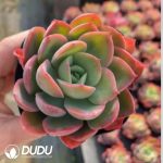 Echeveria Luella