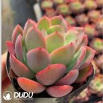 Echeveria Luella - Image 2