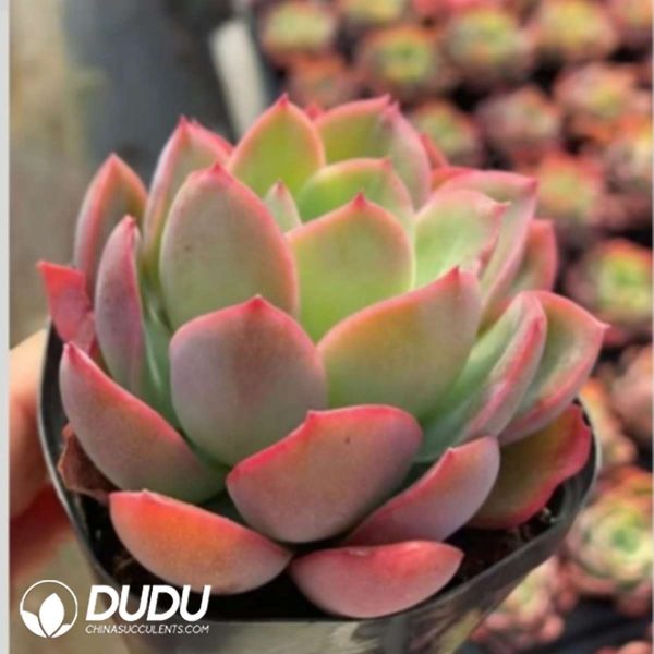 Echeveria Luella - Image 2