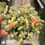 Cotyledon Pendens