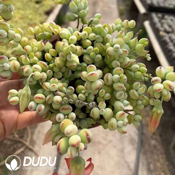 Cotyledon Pendens - Image 2