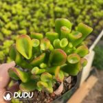 Crassula Ovata Gollum