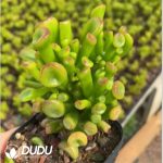 Crassula Ovata Gollum - Image 2