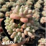 Graptopetalum Rococo Clustering