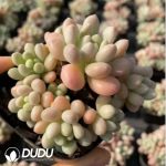 Graptopetalum Rococo Clustering - Image 2