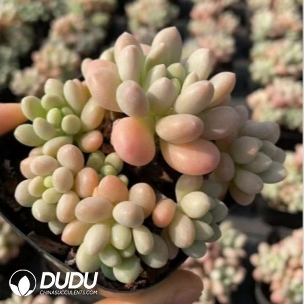 Graptopetalum Rococo Clustering - Image 2