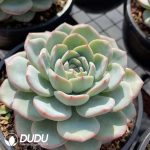 Echeveria Blockbuster