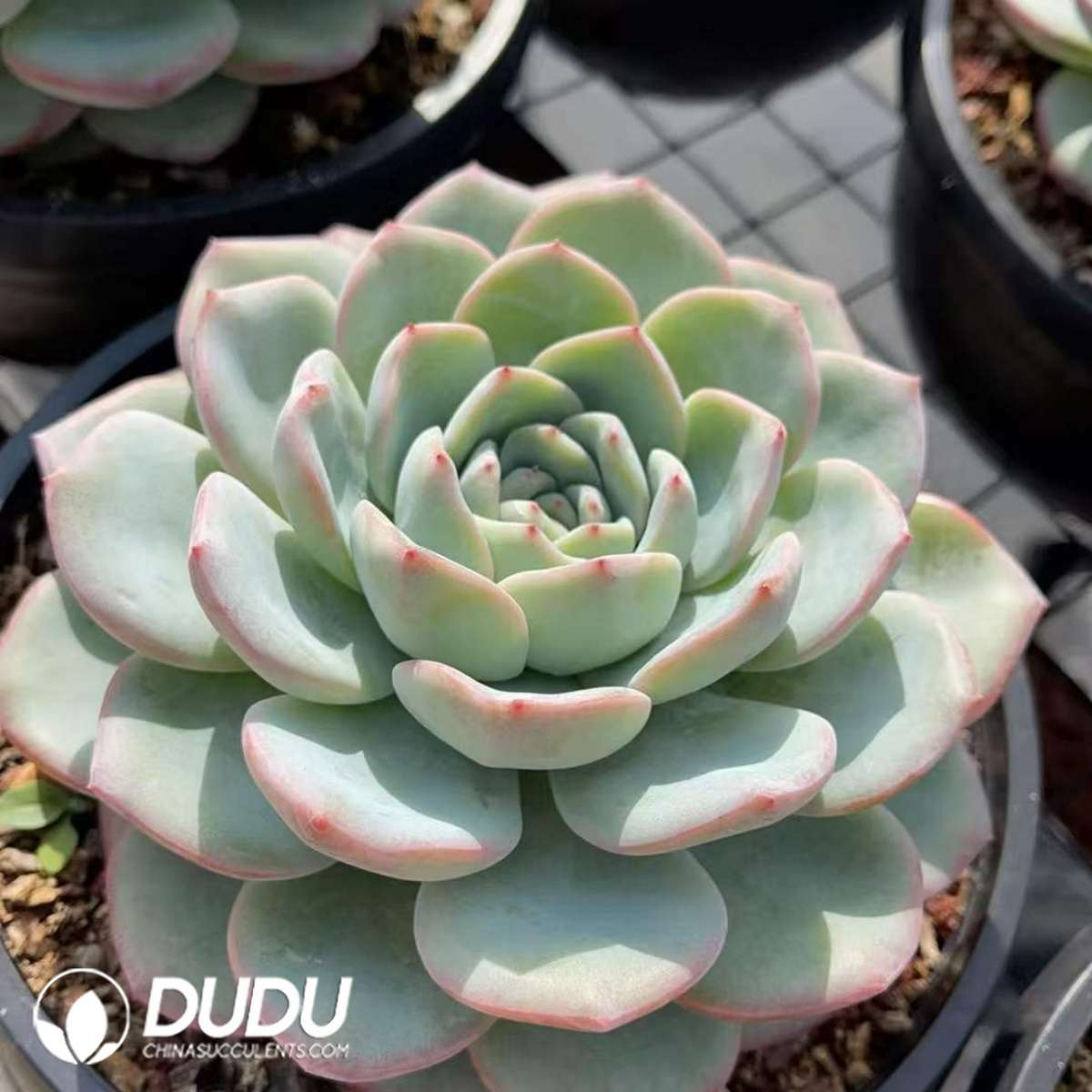09278D90201.jpg Echeveria Blockbuster - Image 1