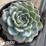 Echeveria Blockbuster - Image 2