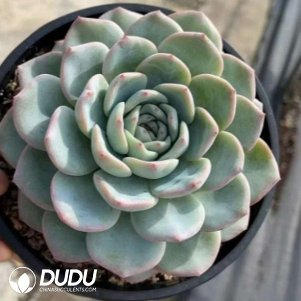 Echeveria Blockbuster - Image 2