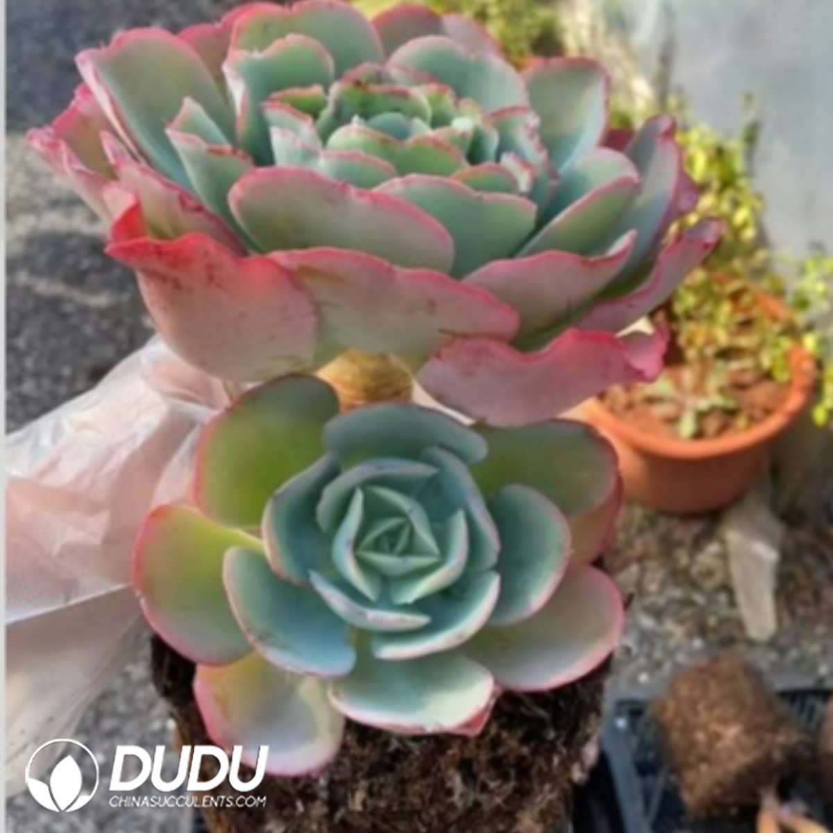 09279D90201.jpg Echeveria Berkeley Double Heads - Image 1