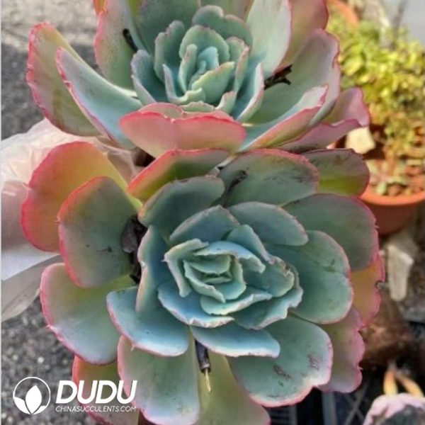 Echeveria Berkeley Double Heads - Image 2