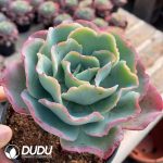 Echeveria Berkeley