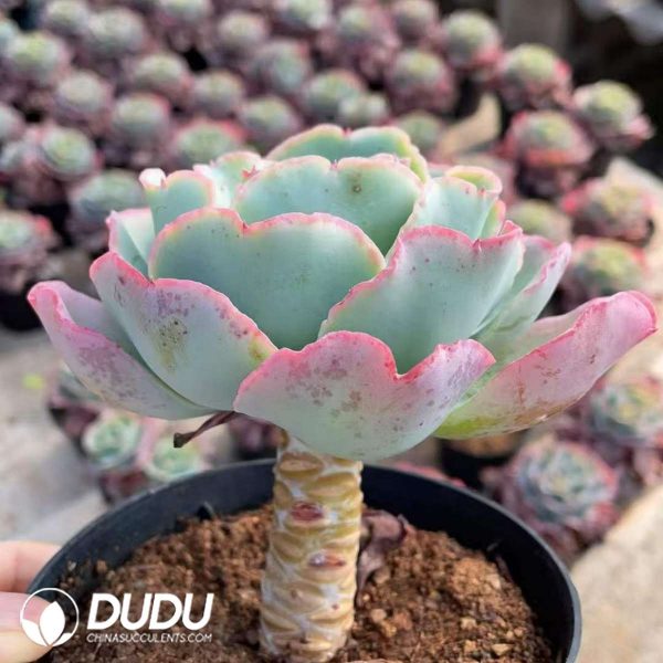 Echeveria Berkeley - Image 2