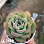 Echeveria Morning Dew