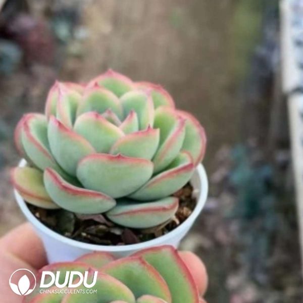 Echeveria Morning Dew - Image 2